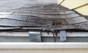 Branches on a roof
