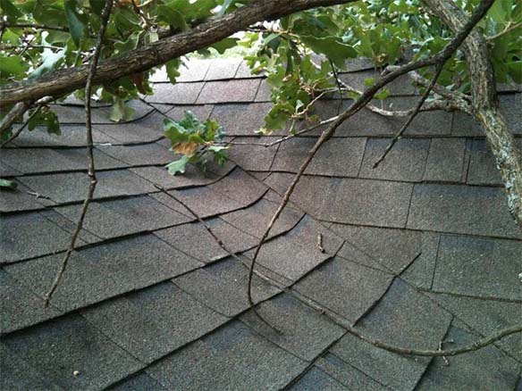 Shingles on a roof in Madison, WI are damaged and buckled, with tree branches and leaves lying on top, suggesting potential storm damage or impact from the tree. The green foliage contrasts with the dark, greyish-brown roofing shingles. Exterior renovations may be necessary to restore the roof's integrity.