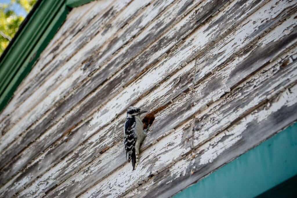 A woodpecker pecks at the peeling, weathered wooden siding of a house, which has faded white paint and green trim.